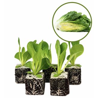 Groenlof plantjes