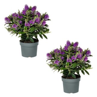 Hebe addenda (Ø12cm) - 2 stuks