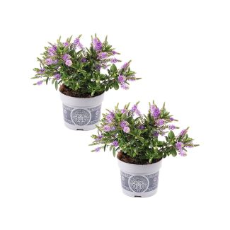 Hebe andersonii - paarsblauwe bloemen - 2 planten - potmaat 12 cm