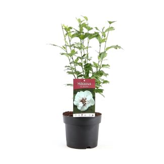 Hibiscus Syriacus - potmaat Ø17cm - ca. 40 cm hoog