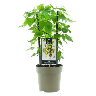 Hop of Bierbloem