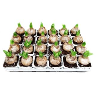 Hyacintbol op pot