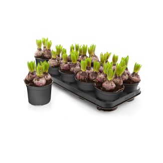 Hyacinten roze - 9 stuks - bloembollen op pot (Ø12cm)