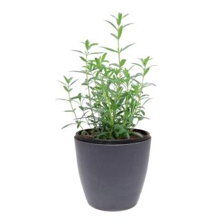 hyssop kruidenplant kopen