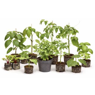 11-delige voordeel set - Tomaten - paprika - courgette - bieten - lavas - prei