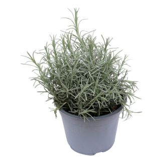 Kerrieplant