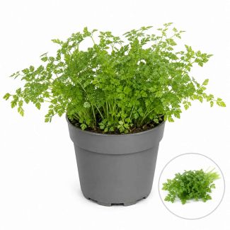 Kervelplant 
