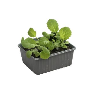 Keukenraapjes - 6 plantjes