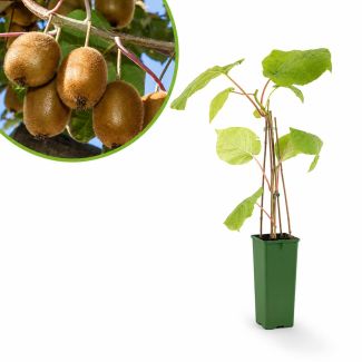 Kiwiplant kopen