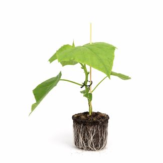 Komkommerplant koop je bij moestuinenbloem.nl