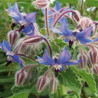 Komkommerkruid/ Bernagie - plant