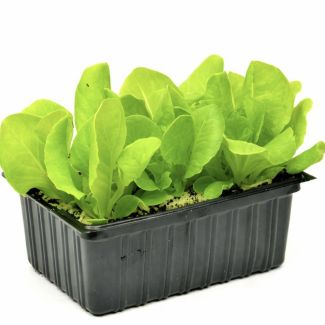 Krop sla plantjes van moestuinenbloem.nl