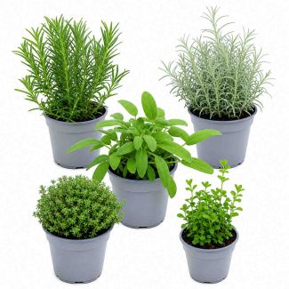 Mediterrane kruidenplantenmix
