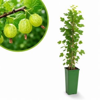Wit groene kruisbes