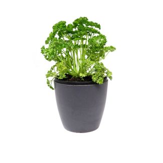 Peterselie in pot (Ø13cm)