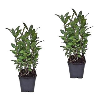 Je ontvangt 2 laurierplanten van Tuin de Bruijn