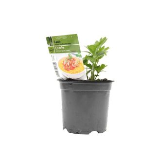 Lavas kruidenplant
