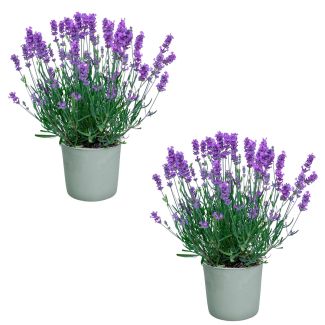Lavendel