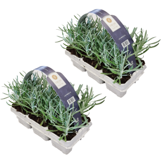 Lavendel plantjes