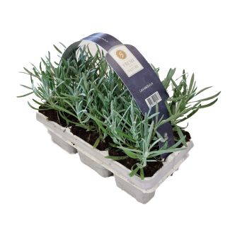 lavendelplantjes