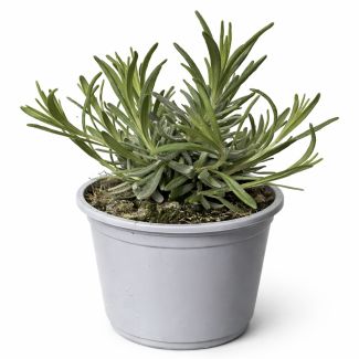 Lavendelplant