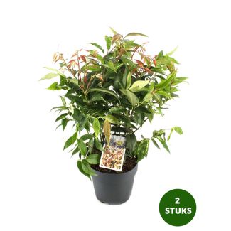 Druifheide - Leucothoe 'Rainbow' - 2 stuks - potmaat Ø17cm