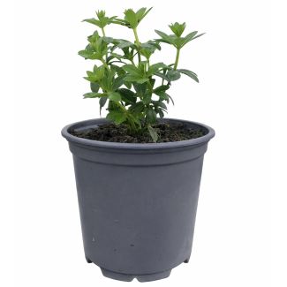 Lievevrouwebedstro - plant