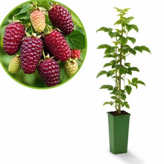 Loganberry 