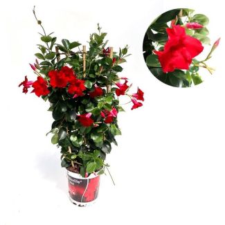 Rode Mandevilla