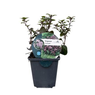 Marjolein kruidenplant