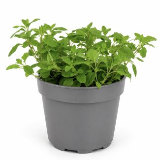 Marjolein kruidenplant