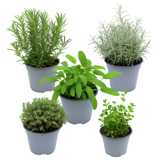 Mediterrane kruidenplantenmix
