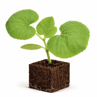 Meloen Charentis kopen bij moestuinenbloem.nl