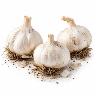 Knoflookbollen Mesidrome zijn groter dan de meeste andere soorten