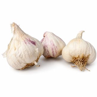 Knoflookbollen Mesidrome zijn groter dan de meeste andere soorten