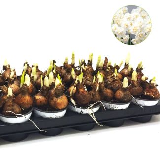 Narcissen 'Bridal Crown' | 18 kwekerspotjes (Ø9cm)  