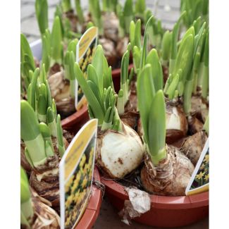 6x Narcissen geel in pot (16cm) 'Tête-à-Tête'
