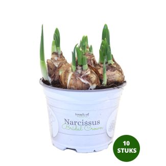 Narcissen voorjaarsbollen