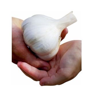 Olifanten knoflook. Je oogst gigantische bollen die wel 10cm groot kunnen worden