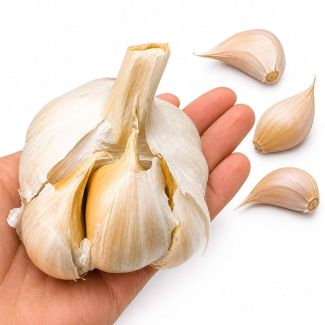 Olifanten knoflook