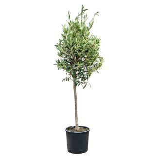 Olijfboompje van 50 cm van moestuinenbloem.nl