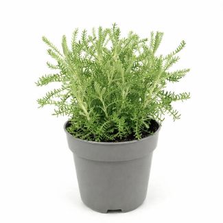 Lijfkruid kopen bij moestuinenbloem.nl