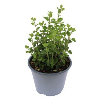 Oregano plant in pot