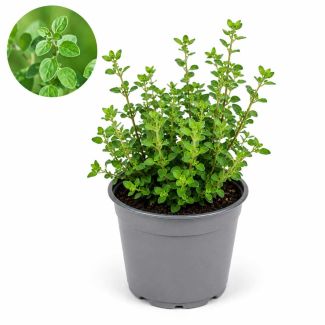 Oregano plant in pot