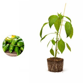 Padron-peperplant kopen