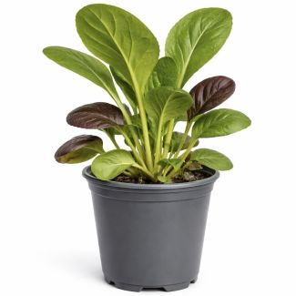 Pakchoi (groen en mini) - rode Tatsoi - wok mix - in pot