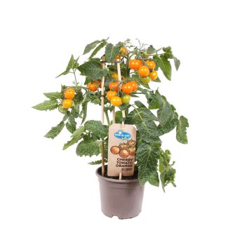 Cherrytomaat oranje