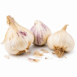 Knoflookbollen Mesidrome zijn groter dan de meeste andere soorten
