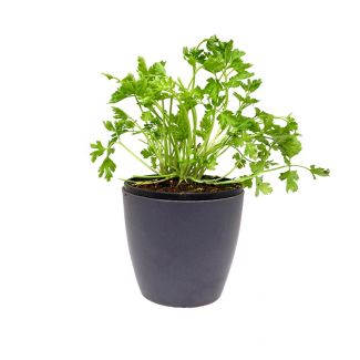 Bladpeterselie in pot bestellen