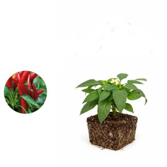 Potpeper plant kopen voor op terras of pot